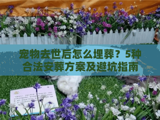 宠物去世后怎么埋葬？5种合法安葬方案及避坑指南