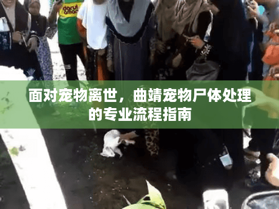 面对宠物离世，曲靖宠物尸体处理的专业流程指南