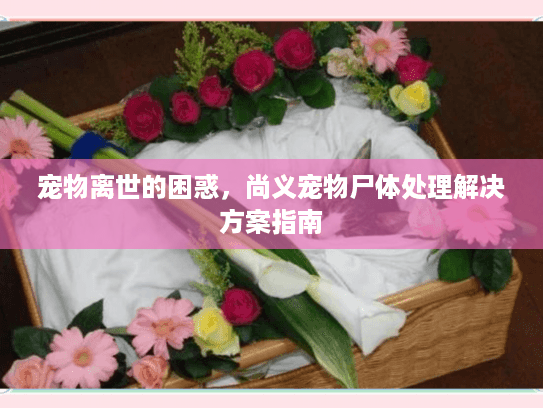 宠物离世的困惑，尚义宠物尸体处理解决方案指南