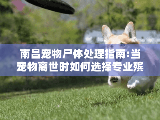 南昌宠物尸体处理指南:当宠物离世时如何选择专业殡葬服务?