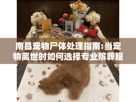 南昌宠物尸体处理指南:当宠物离世时如何选择专业殡葬服务?