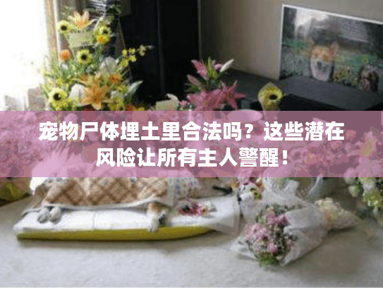 宠物尸体埋土里合法吗？这些潜在风险让所有主人警醒！