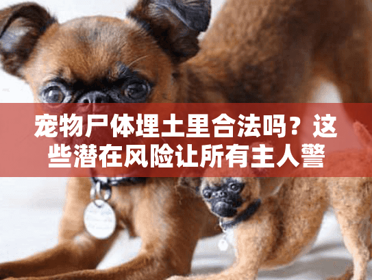 宠物尸体埋土里合法吗？这些潜在风险让所有主人警醒！