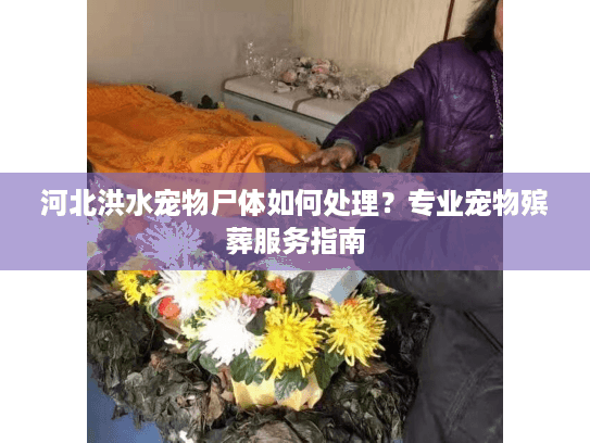 河北洪水宠物尸体如何处理？专业宠物殡葬服务指南