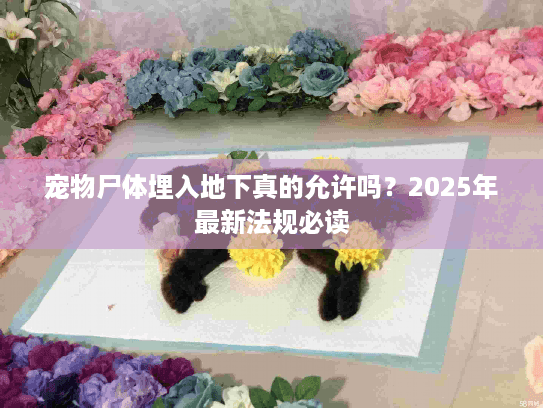 宠物尸体埋入地下真的允许吗?2025年最新法规必读 宠物尸体埋入地下真的允许吗?2025年最新法规必读