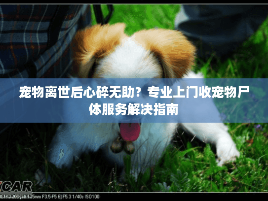 宠物离世后心碎无助？专业上门收宠物尸体服务解决指南