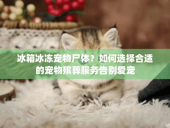 冰箱冰冻宠物尸体？如何选择合适的宠物殡葬服务告别爱宠
