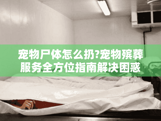 宠物尸体怎么扔?宠物殡葬服务全方位指南解决困惑