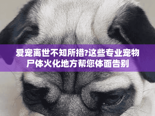 爱宠离世不知所措?这些专业宠物尸体火化地方帮您体面告别