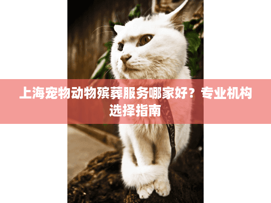 上海宠物动物殡葬服务哪家好？专业机构选择指南