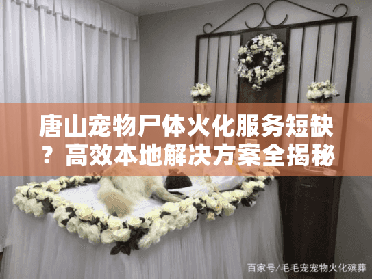 唐山宠物尸体火化服务短缺？高效本地解决方案全揭秘