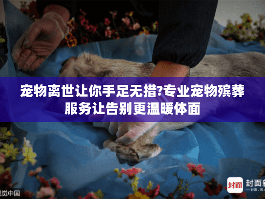 宠物离世让你手足无措?专业宠物殡葬服务让告别更温暖体面