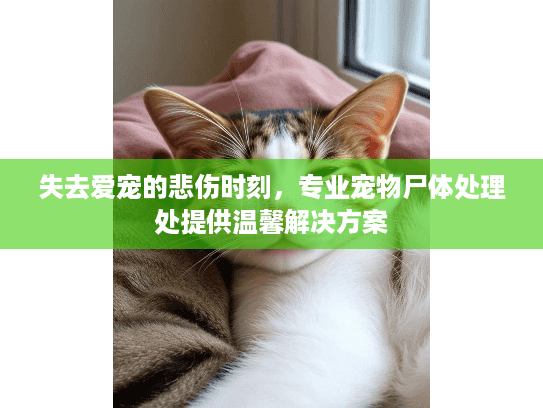 失去爱宠的悲伤时刻，专业宠物尸体处理处提供温馨解决方案