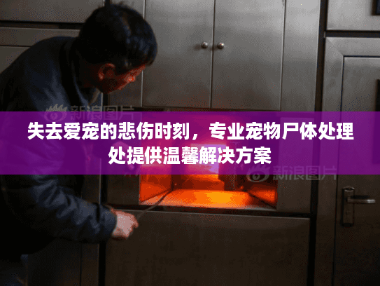 失去爱宠的悲伤时刻，专业宠物尸体处理处提供温馨解决方案