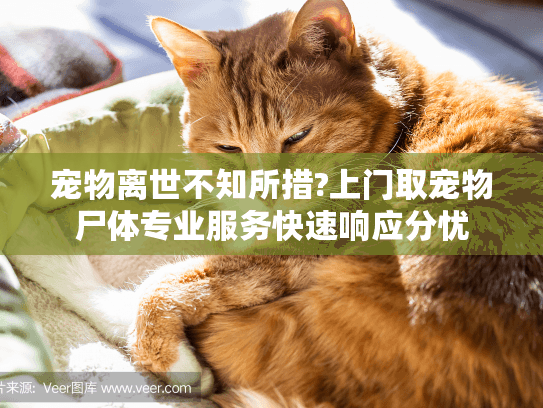 宠物离世不知所措?上门取宠物尸体专业服务快速响应分忧