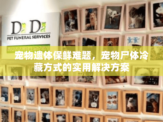 宠物遗体保鲜难题，宠物尸体冷藏方式的实用解决方案