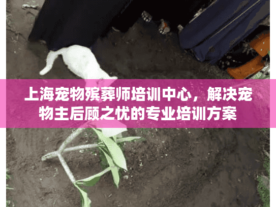 上海宠物殡葬师培训中心，解决宠物主后顾之忧的专业培训方案