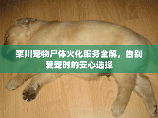 栾川宠物尸体火化服务全解，告别爱宠时的安心选择