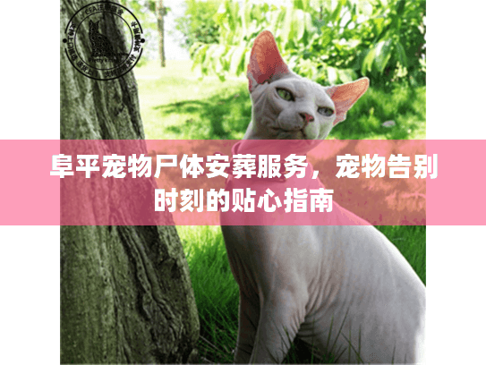 阜平宠物尸体安葬服务，宠物告别时刻的贴心指南