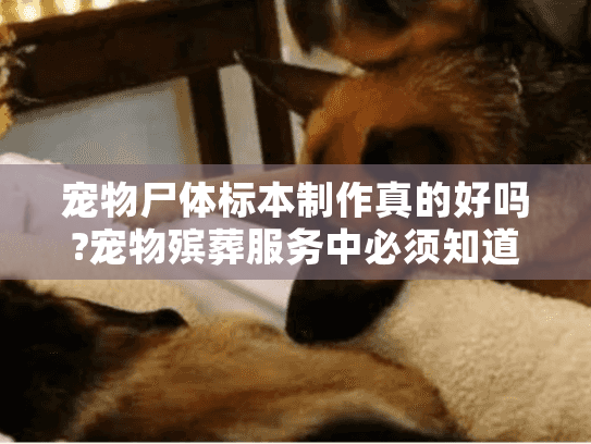 宠物尸体标本制作真的好吗?宠物殡葬服务中必须知道的6个关键事实