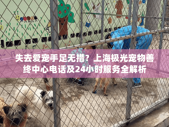 失去爱宠手足无措？上海极光宠物善终中心电话及24小时服务全解析