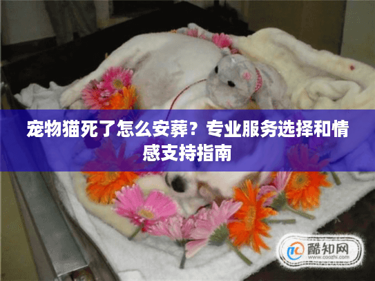 宠物猫死了怎么安葬?专业服务选择和情感支持指南 宠物猫死了怎么安葬?专业服务选择和情感支持指南