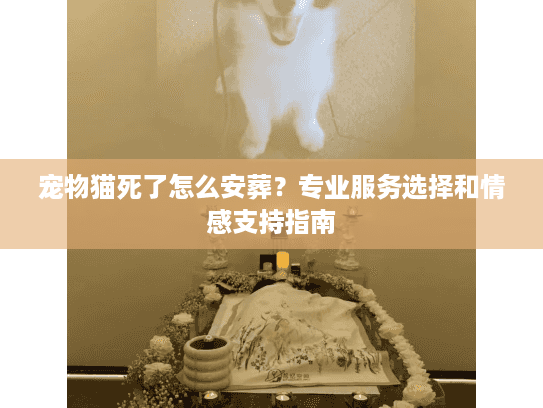 宠物猫死了怎么安葬？专业服务选择和情感支持指南