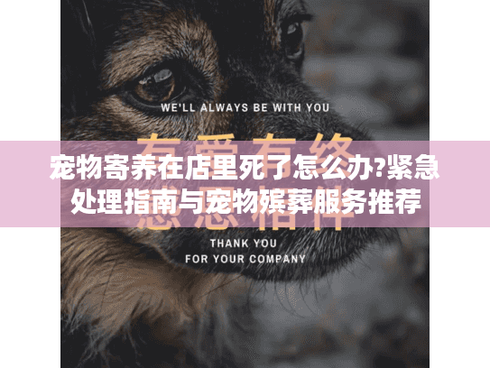 宠物寄养在店里死了怎么办?紧急处理指南与宠物殡葬服务推荐