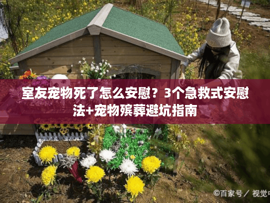 室友宠物死了怎么安慰？3个急救式安慰法+宠物殡葬避坑指南