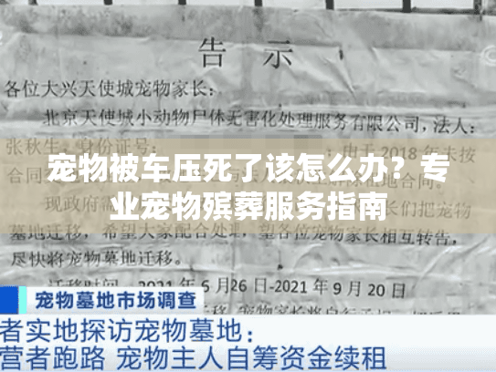 宠物被车压死了该怎么办？专业宠物殡葬服务指南