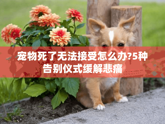 宠物死了无法接受怎么办?5种告别仪式缓解悲痛