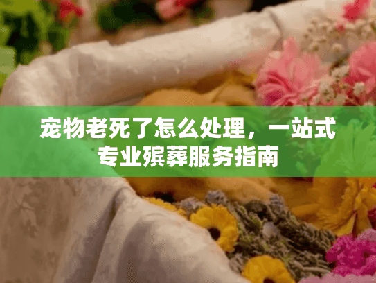 宠物老死了怎么处理，一站式专业殡葬服务指南