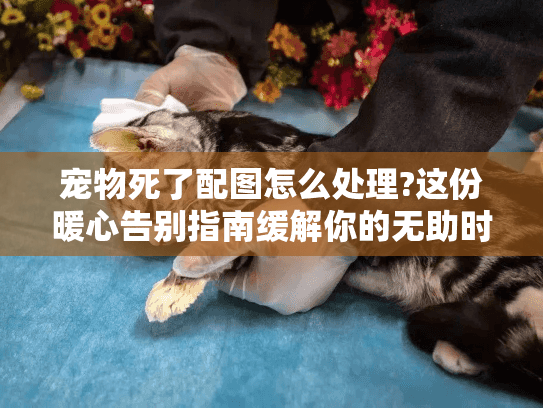 宠物死了配图怎么处理?这份暖心告别指南缓解你的无助时刻 宠物死了配图怎么处理?这份暖心告别指南缓解你的无助时刻
