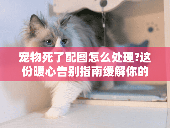 宠物死了配图怎么处理?这份暖心告别指南缓解你的无助时刻 宠物死了配图怎么处理?这份暖心告别指南缓解你的无助时刻