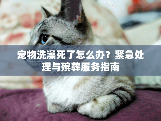 宠物洗澡死了怎么办？紧急处理与殡葬服务指南