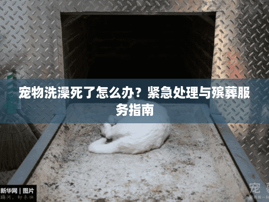 宠物洗澡死了怎么办？紧急处理与殡葬服务指南