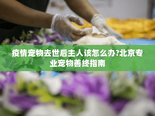 疫情宠物去世后主人该怎么办?北京专业宠物善终指南