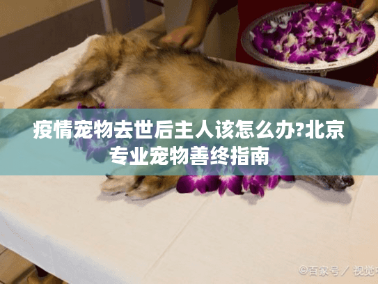 疫情宠物去世后主人该怎么办?北京专业宠物善终指南