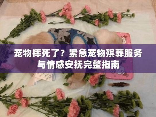 宠物摔死了？紧急宠物殡葬服务与情感安抚完整指南