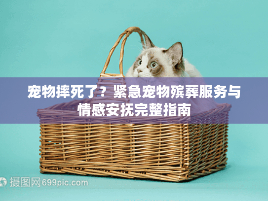 宠物摔死了？紧急宠物殡葬服务与情感安抚完整指南