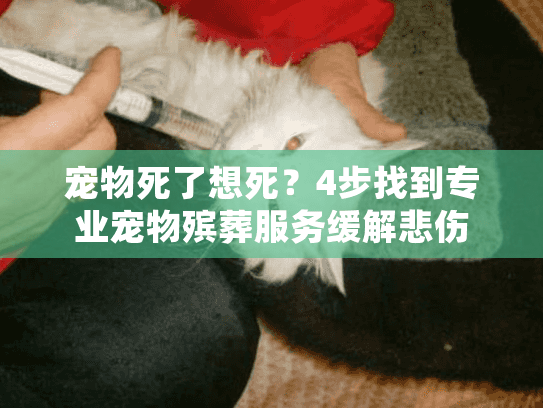 宠物死了想死？4步找到专业宠物殡葬服务缓解悲伤