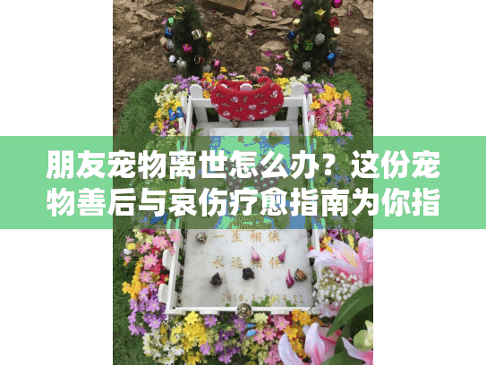 朋友宠物离世怎么办？这份宠物善后与哀伤疗愈指南为你指路