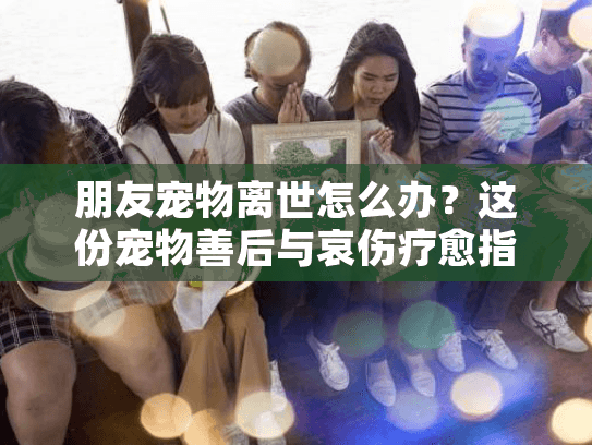 朋友宠物离世怎么办？这份宠物善后与哀伤疗愈指南为你指路