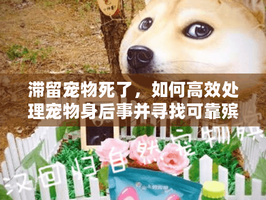 滞留宠物死了，如何高效处理宠物身后事并寻找可靠殡葬服务