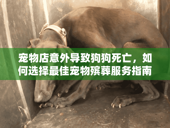 宠物店意外导致狗狗死亡，如何选择最佳宠物殡葬服务指南