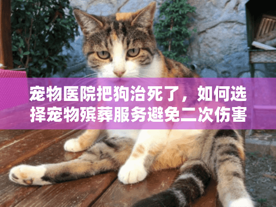 宠物医院把狗治死了，如何选择宠物殡葬服务避免二次伤害？