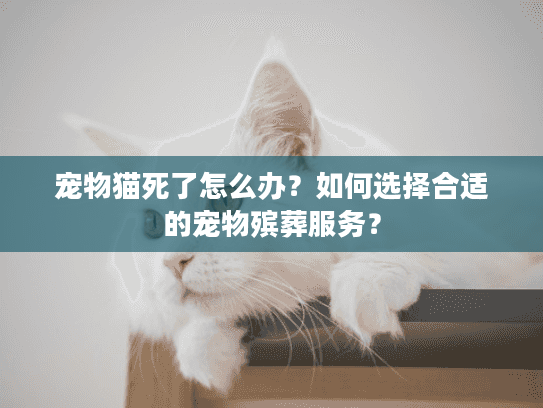 宠物猫死了怎么办？如何选择合适的宠物殡葬服务？