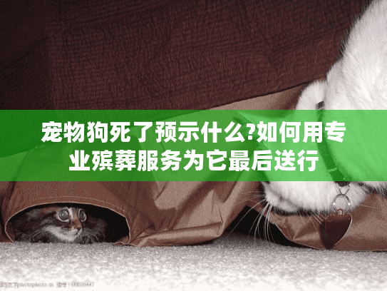 宠物狗死了预示什么?如何用专业殡葬服务为它最后送行