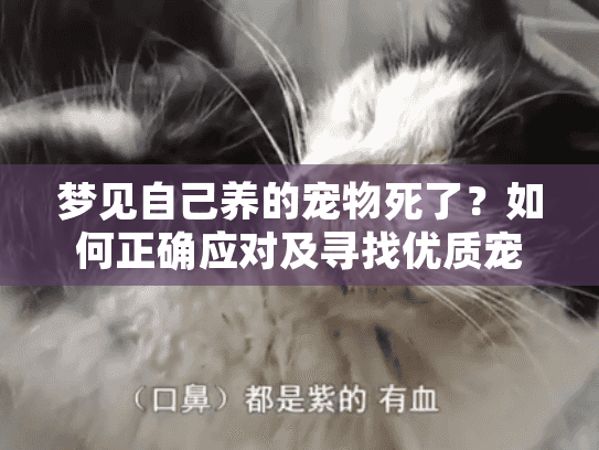 梦见自己养的宠物死了？如何正确应对及寻找优质宠物殡葬服务