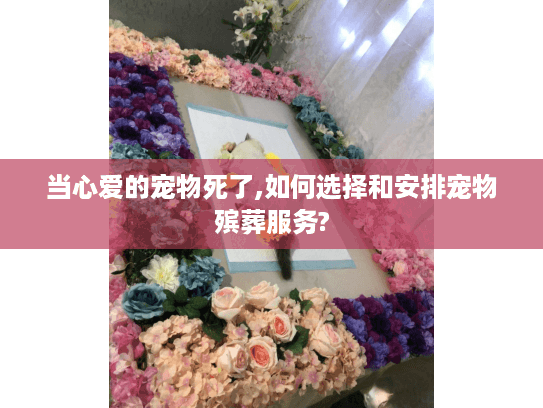 当心爱的宠物死了,如何选择和安排宠物殡葬服务?